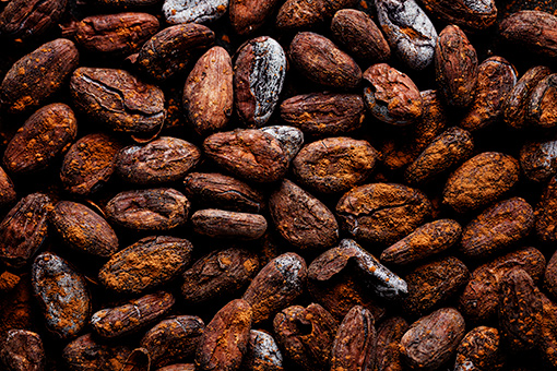 Cacao proche bio